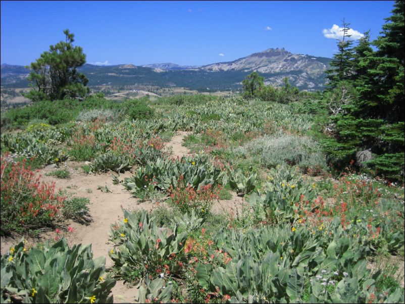 2006-07-22 Donner (08) Flowers and Castle Peak